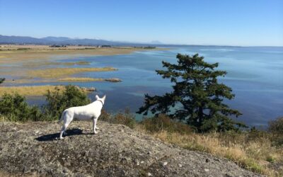 How to Adopt a Formosan Mountain Dog: A Step-by-Step Guide